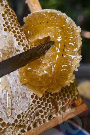 Пчеловоды облюбовали пчелопарк «Наумовский»