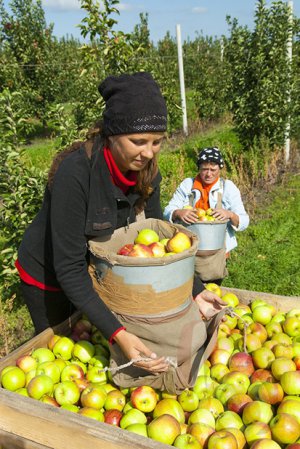 Массовый сбор яблок идёт в Белгородской области