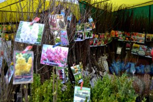 Сотни видов семян и саженцев растений -  на выставке в Белгороде