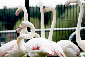 Добавили красок: три пары розовых фламинго поселились в зоопарке Белгорода